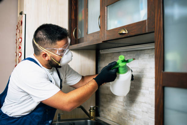 Best Rat Extermination Near Me  in Bluffton, SC