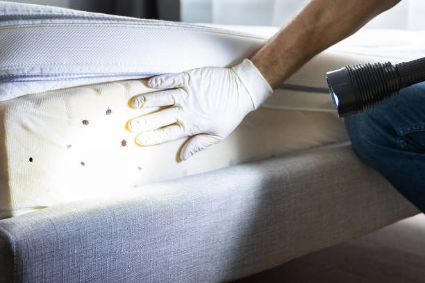 Best Insect Control  in Bluffton, SC