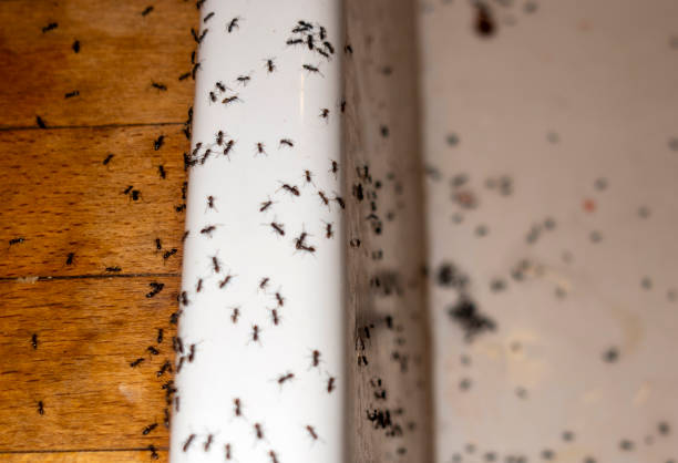 Best Affordable Pest Control Services  in Bluffton, SC
