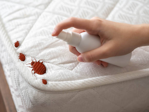 Best Emergency Pest Control  in Bluffton, SC