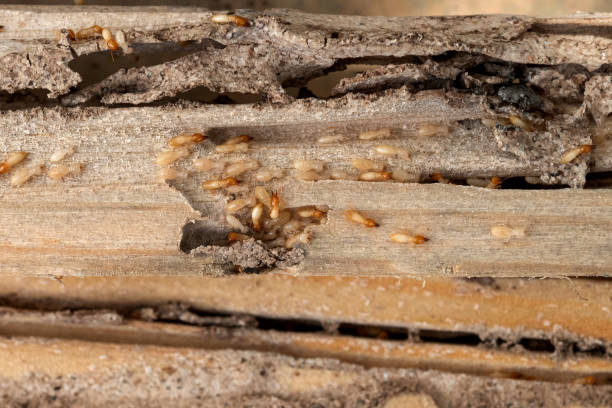 Best Ant Control Services  in Bluffton, SC
